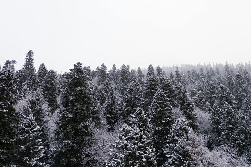 severe winter storm forecast